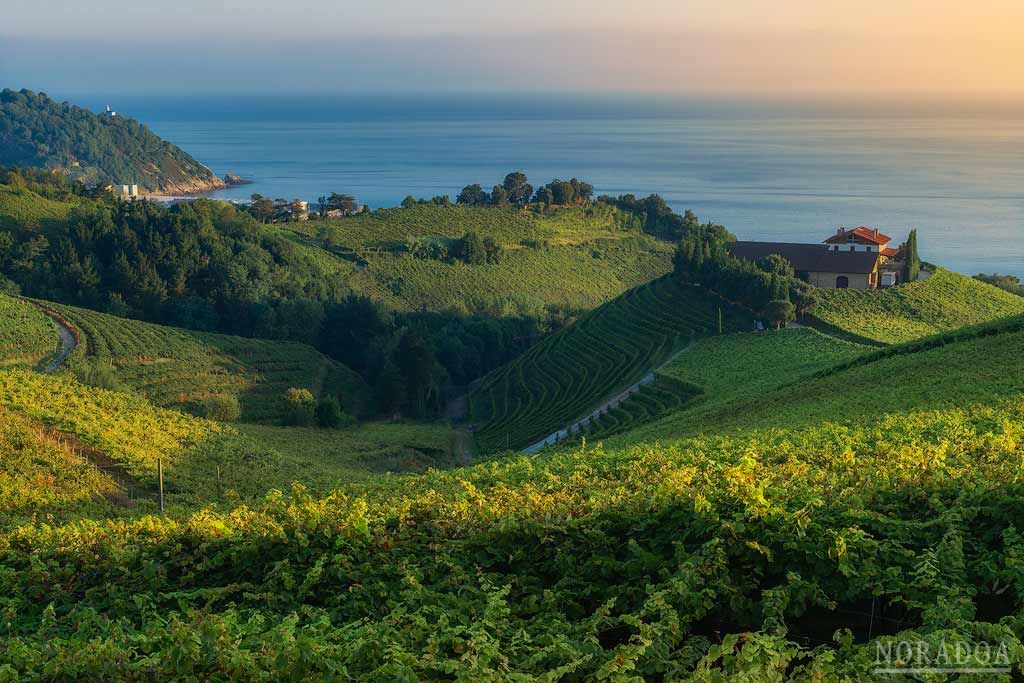 Amanece en Getaria con sus viñedos de Txakoli en primer plano