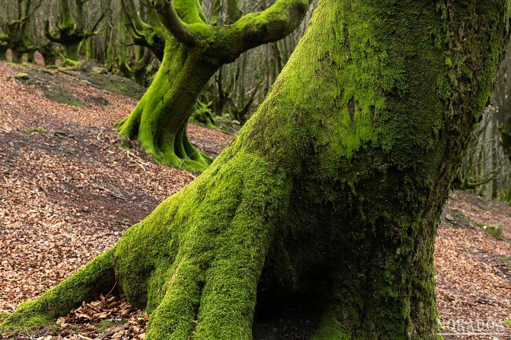 Hayas trasmochas del monte Lurgorri