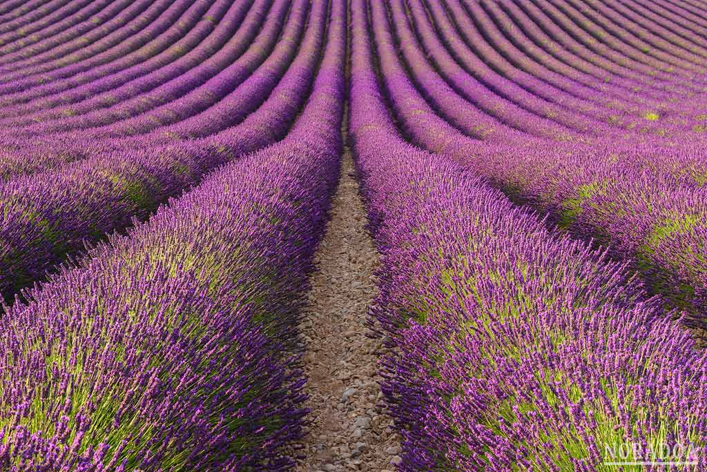 Campo de lavanda en la Provenza, Francia