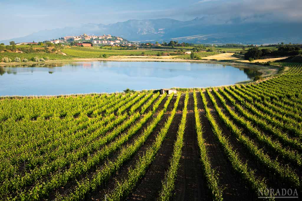 Laguna de Carralogroño en verano con Laguardia al fondo